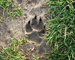 Coyote footprint in the mud on a walking trail in the Stonebridge Ranch Community