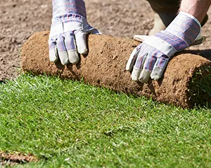Landscaper laying new sod
