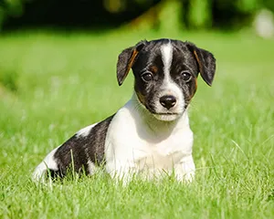 Puppy resident of Stonebridge Ranch Community