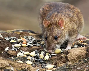 Rodents around the SRCA