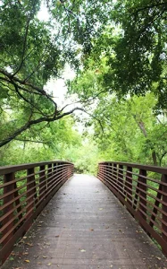 Bridge and greenery