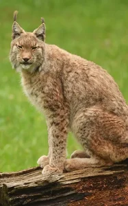 Bobcat sitting on a log in the Stonebridge Ranch Community
