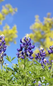 Flowers, blue sky and sunlight