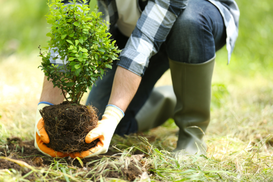 Blog post - Best time to plant in texas