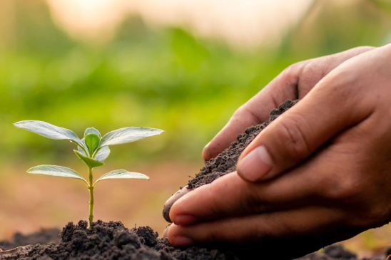 soil temperature for better planting times